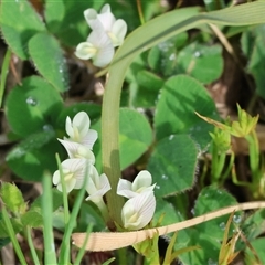 Trifolium sp. at Chiltern, VIC - 28 Sep 2025 by KylieWaldon