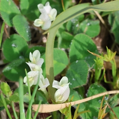 Trifolium sp. at Chiltern, VIC - 28 Sep 2025 by KylieWaldon
