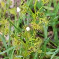 Drosera (genus) by KylieWaldon