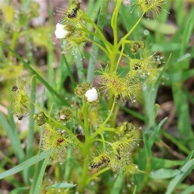 Drosera (genus) at  - suppressed by KylieWaldon