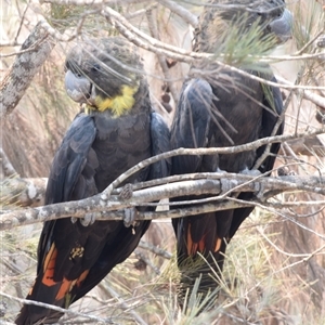 Calyptorhynchus lathami lathami (Glossy Black-Cockatoo) at Windellama, NSW - 27 Dec 2019 by GITM2