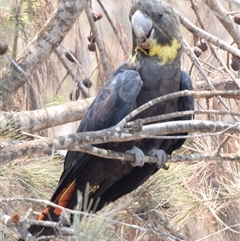 Calyptorhynchus lathami lathami at Windellama, NSW - suppressed