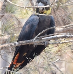 Calyptorhynchus lathami lathami at Windellama, NSW - suppressed