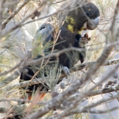 Calyptorhynchus lathami lathami at Windellama, NSW - suppressed