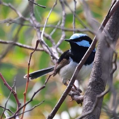 Malurus cyaneus (Superb Fairywren) at Chiltern, VIC - 28 Sep 2025 by KylieWaldon