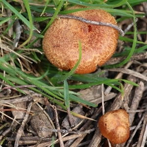 Unverified Fungus at Chiltern, VIC - 28 Sep 2025 by KylieWaldon