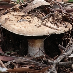 Agaricus sp. (Agaricus) at Chiltern, VIC - 28 Sep 2025 by KylieWaldon