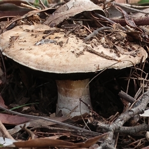 Agaricus sp. (Agaricus) at Chiltern, VIC - 28 Sep 2025 by KylieWaldon