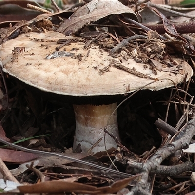 Agaricus sp. (Agaricus) at Chiltern, VIC - 28 Sep 2025 by KylieWaldon