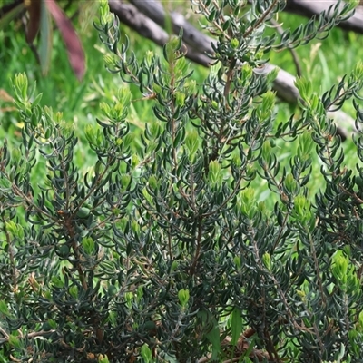 Persoonia (genus) at Chiltern, VIC - 28 Sep 2025 by KylieWaldon