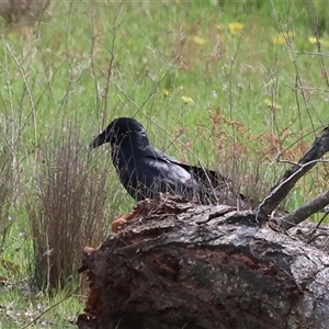 Corvus coronoides (Australian Raven) at Chiltern, VIC - 28 Sep 2025 by KylieWaldon