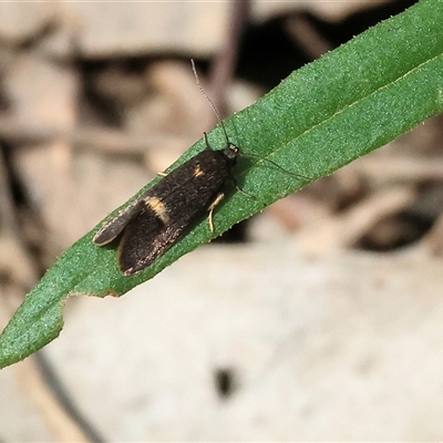 Leistomorpha brontoscopa (A concealer moth) at Chiltern, VIC - 28 Sep 2025 by KylieWaldon
