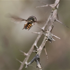 Melangyna viridiceps (Hover fly) at Chiltern, VIC - 28 Sep 2025 by KylieWaldon