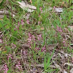 Fumaria sp. at Chiltern, VIC - 28 Sep 2025 by KylieWaldon