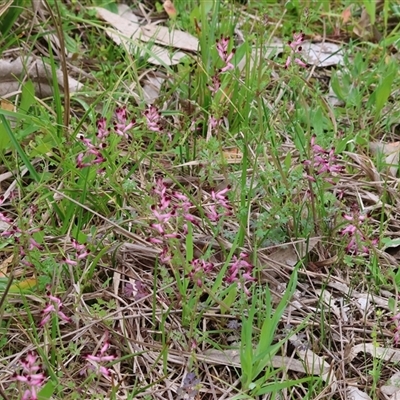 Fumaria sp. at Chiltern, VIC - 28 Sep 2025 by KylieWaldon