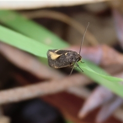 Leistomorpha brontoscopa (A concealer moth) at Chiltern, VIC - 28 Sep 2025 by KylieWaldon