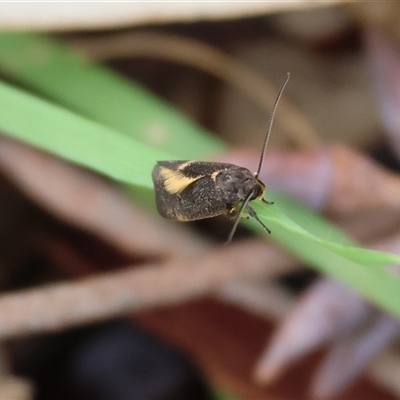 Leistomorpha brontoscopa (A concealer moth) at Chiltern, VIC - 28 Sep 2025 by KylieWaldon