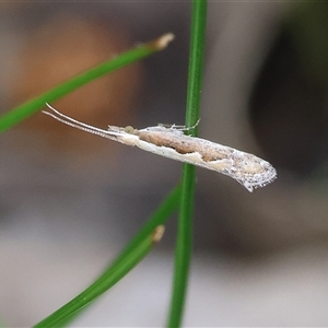 Plutella xylostella (Diamondback Moth) at Chiltern, VIC - 28 Sep 2025 by KylieWaldon