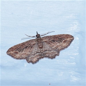 Chloroclystis filata (Filata Moth, Australian Pug Moth) at Turner, ACT - 23 Sep 2025 by ConBoekel