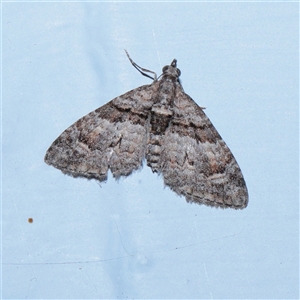 Phrissogonus laticostata (Apple looper moth) at Turner, ACT - 23 Sep 2025 by ConBoekel