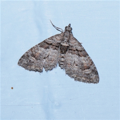 Phrissogonus laticostata (Apple looper moth) at Turner, ACT - 23 Sep 2025 by ConBoekel