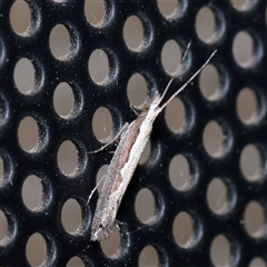 Plutella xylostella (Diamondback Moth) at Turner, ACT - 23 Sep 2025 by ConBoekel