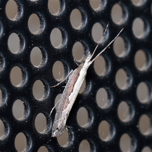 Plutella xylostella (Diamondback Moth) at Turner, ACT - 23 Sep 2025 by ConBoekel