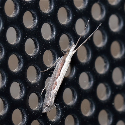 Plutella xylostella (Diamondback Moth) at Turner, ACT - 23 Sep 2025 by ConBoekel