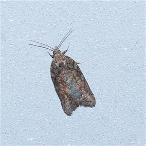 Capua intractana (A Tortricid moth) at Turner, ACT - 24 Sep 2025 by ConBoekel