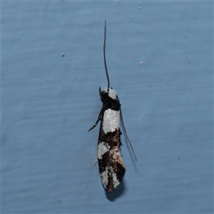 Monopis icterogastra (Wool Moth) at Turner, ACT - 24 Sep 2025 by ConBoekel