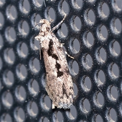 Barea bathrochorda (A Concealer moth (Barea group) at Turner, ACT - 24 Sep 2025 by ConBoekel
