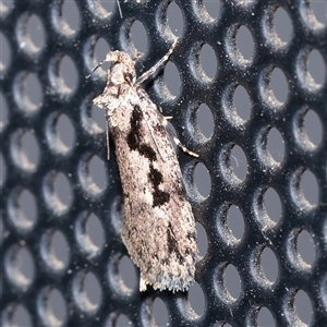 Barea bathrochorda (A Concealer moth (Barea group) at Turner, ACT - 24 Sep 2025 by ConBoekel
