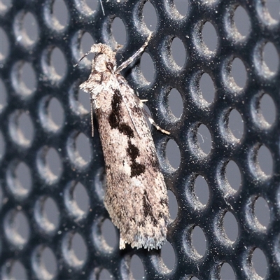 Barea bathrochorda (A Concealer moth (Barea group) at Turner, ACT - 24 Sep 2025 by ConBoekel