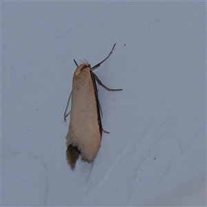 Philobota xiphostola (A Concealer moth (Philibota group) at Turner, ACT - 24 Sep 2025 by ConBoekel