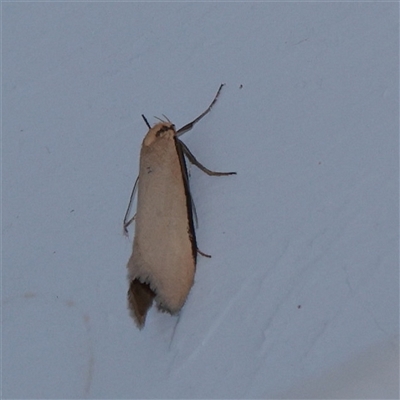 Philobota xiphostola (A Concealer moth (Philibota group) at Turner, ACT - 24 Sep 2025 by ConBoekel