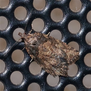 Capua intractana (A Tortricid moth) at Turner, ACT - 27 Sep 2025 by ConBoekel