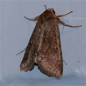 Heliothinae (subfamily) (Budworm) at Turner, ACT - 27 Sep 2025 by ConBoekel