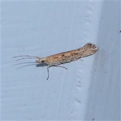 Plutella xylostella (Diamondback Moth) at Turner, ACT - 27 Sep 2025 by ConBoekel