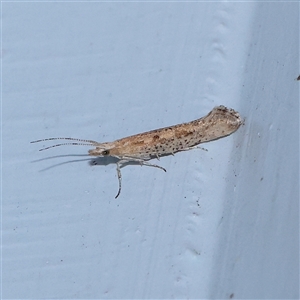 Plutella xylostella (Diamondback Moth) at Turner, ACT - 27 Sep 2025 by ConBoekel
