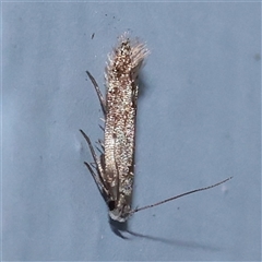 Unverified Moth (Lepidoptera) at Turner, ACT - 27 Sep 2025 by ConBoekel