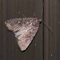 Hypoperigea tonsa (A Noctuid moth (Acronictinae) at Turner, ACT - 27 Sep 2025 by ConBoekel