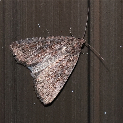 Hypoperigea tonsa (A Noctuid moth (Acronictinae) at Turner, ACT - 27 Sep 2025 by ConBoekel