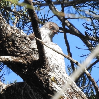 Daphoenositta chrysoptera (Varied Sittella) at The Pilliga, NSW - 29 Sep 2025 by HelenCross