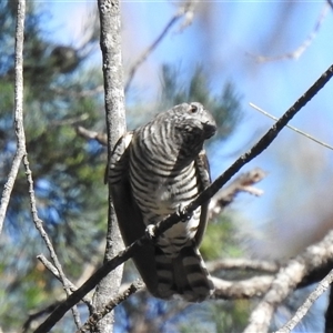 Chalcites lucidus (Shining Bronze-Cuckoo) by HelenCross