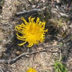 Podolepis (genus) at Broke, NSW - 28 Sep 2025 by RoyP