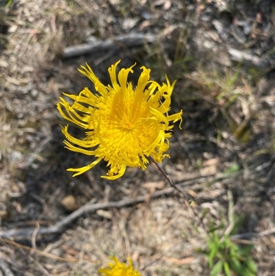 Podolepis (genus) at Broke, NSW - 28 Sep 2025 by RoyP