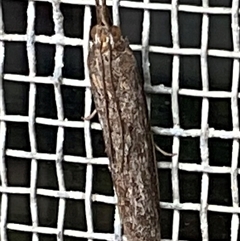 Pyraloidea (unidentified Pyraloid moth) (A Pyraloid moth (Pyraloidea)) at Higgins, ACT - 29 Sep 2025 by Jennybach