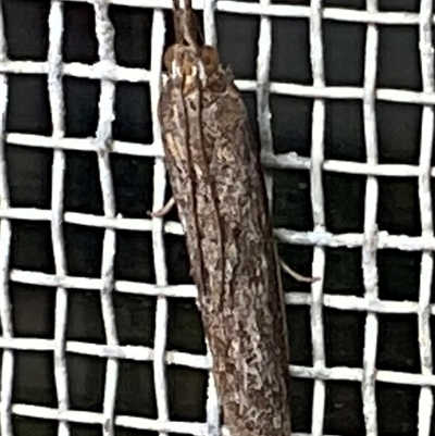 Pyraloidea (unidentified Pyraloid moth) (A Pyraloid moth (Pyraloidea)) at Higgins, ACT - 29 Sep 2025 by Jennybach