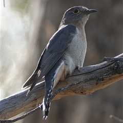 Cacomantis flabelliformis (Fan-tailed Cuckoo) at Hall, ACT - 26 Sep 2025 by Anna123