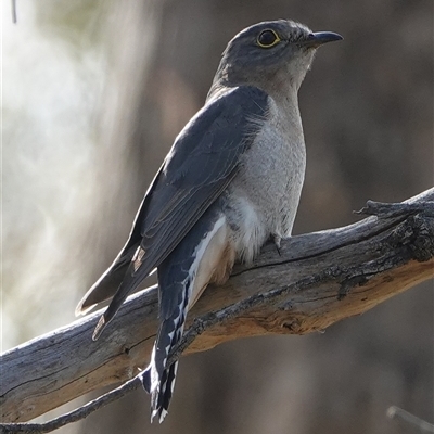 Cacomantis flabelliformis (Fan-tailed Cuckoo) at Hall, ACT - 26 Sep 2025 by Anna123